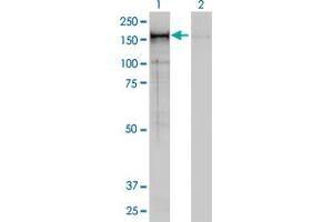 Western Blotting (WB) image for anti-Non-SMC Condensin I Complex, Subunit D2 (NCAPD2) (AA 1240-1339) antibody (ABIN599100) (NCAPD2 anticorps  (AA 1240-1339))