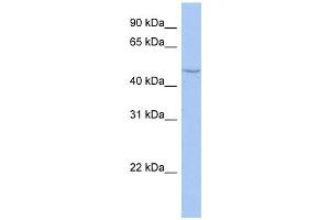 CYP27C1 antibody used at 1 ug/ml to detect target protein.