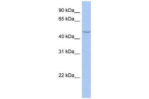 CYP27C1 antibody used at 1 ug/ml to detect target protein. (CYP27C1 anticorps  (Middle Region))