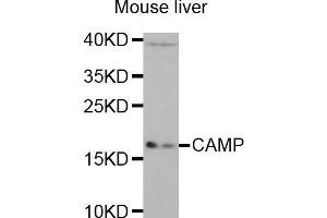 Western Blotting (WB) image for anti-Cathelicidin Antimicrobial Peptide (CAMP) (AA 31-170) antibody (ABIN6218724) (Cathelicidin anticorps  (AA 31-170))