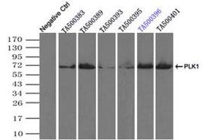 Image no. 10 for anti-Polo-Like Kinase 1 (PLK1) antibody (ABIN1500281)