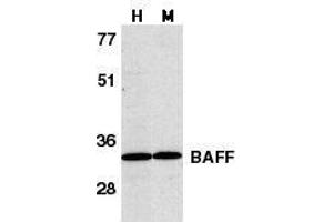 Western blot analysis of BAFF in human HL60 cell lysate (H) and murine spleen tissue lysate (M) with BAFF antibody at 1μg/ml. (BAFF anticorps  (C-Term))