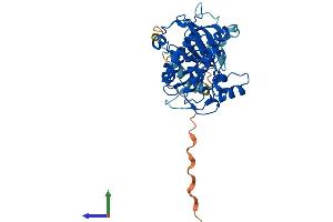 AlphaFold protein structure predicition of Mouse Recombinant Sgk2 Protein, UniprotID Q9QZS5