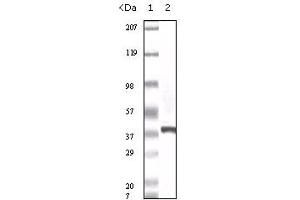 Western Blotting (WB) image for anti-S100 Calcium Binding Protein A6 (S100A6) (truncated) antibody (ABIN2464024) (S100A6 anticorps  (truncated))