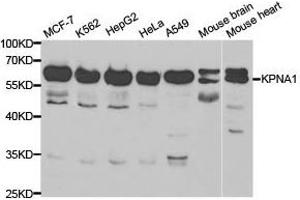 Western Blotting (WB) image for anti-Karyopherin alpha 1 (Importin alpha 5) (KPNA1) antibody (ABIN1873455) (KPNA1 anticorps)