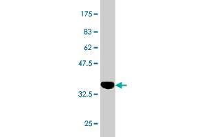 Western Blot detection against Immunogen (37.