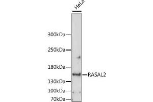 Western blot analysis of extracts of HeLa cells, using RASAL2 antibody (ABIN6293773) at 1:1000 dilution. (RASAL2 anticorps)