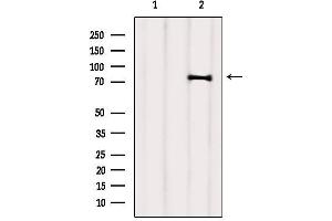 Western blot analysis of extracts from 3t3, using SEC63 Antibody. (SEC63 anticorps  (C-Term))