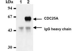 Western Blotting (WB) image for anti-Cell Division Cycle 25 Homolog A (S. Pombe) (CDC25A) antibody (ABIN487482) (CDC25A anticorps)