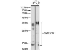 Western blot analysis of extracts of various cell lines, using TNFRSF17 antibody (ABIN7271066) at 1:500 dilution.