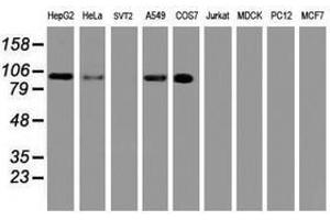 Image no. 4 for anti-Ubiquitin Specific Peptidase 10 (USP10) antibody (ABIN1501689) (USP10 anticorps)