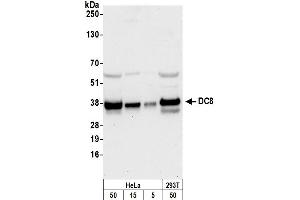anti-NSL1, MIND Kinetochore Complex Component, Homolog (NSL1) (C-Term) antibody