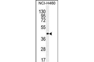 CCNC Antibody (N-term) (ABIN655158 and ABIN2844776) western blot analysis in NCI- cell line lysates (35 μg/lane). (Cyclin C anticorps  (N-Term))