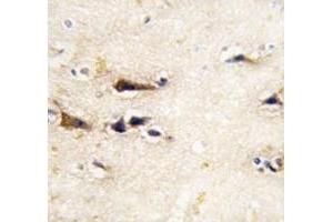 IHC analysis of FFPE human brain tissue stained with BACE1 antibody (BACE1 anticorps  (AA 38-70))