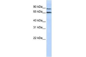 GPR75 antibody used at 1 ug/ml to detect target protein. (GPR75 anticorps  (Middle Region))