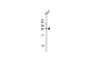 Anti-PYCRL Antibody (Center)at 1:2000 dilution + KG-1 whole cell lysates Lysates/proteins at 20 μg per lane.