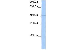 RBM4 antibody used at 0. (RBM4 anticorps  (C-Term))