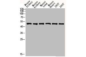Western blot analysis of mouse-kidney lysate, antibody was diluted at 2000.