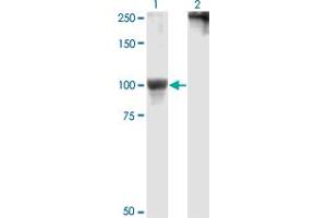 Western Blot analysis of RPS6KA5 expression in transfected 293T cell line by RPS6KA5 monoclonal antibody (M01), clone 2B11. (MSK1 anticorps  (AA 271-370))