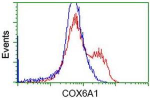 HEK293T cells transfected with either RC210485 overexpress plasmid (Red) or empty vector control plasmid (Blue) were immunostained by anti-COX6A1 antibody (ABIN2452916), and then analyzed by flow cytometry. (COX6A1 anticorps)