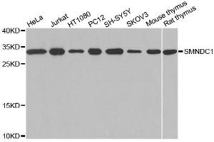 Western blot analysis of extracts of various cell lines, using SMNDC1 antibody (ABIN1874874) at 1:1000 dilution. (SMNDC1 anticorps)