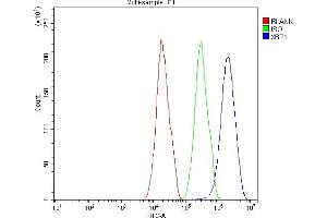 Flow Cytometry analysis of HepG2 cells using anti-XBP1 antibody (ABIN3043963). (XBP1 anticorps  (N-Term))