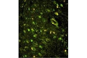 Immunofluorescence analysis of KHSRP Antibody (N-term) with paraffin-embedded human brain tissue. (KHSRP anticorps  (N-Term))