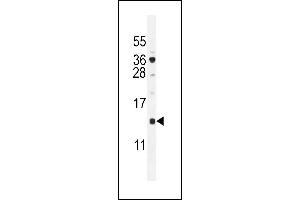 SFT2D2 antibody  (N-Term)