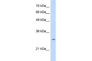 WB Suggested Anti-LRRC59 Antibody Titration:  0.