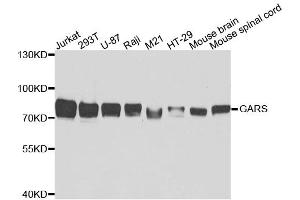 Western blot analysis of extracts of various cell lines, using GARS antibody. (GARS anticorps)