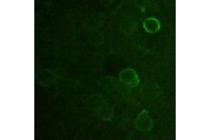Image no. 1 for anti-DDDDK Tag (C-Term) antibody (ABIN296895) (DDDDK Tag anticorps  (C-Term))