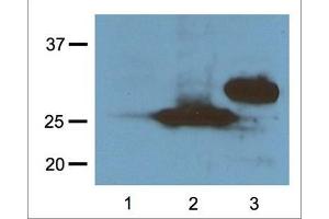 1:1000 (1μg/mL) Ab dilution probed against HEK293 cells transfected with RFP-tagged protein vector, untransfected control (1), transfected with Turbo-RFP (2), and transfected with DeRed (3) (RFP anticorps  (N-Term))