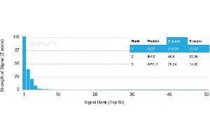 Analysis of Protein Array containing more than 19,000 full-length human proteins using CD31 Mouse Monoclonal Antibody (PECAM1/3528) Z- and S- Score: The Z-score represents the strength of a signal that a monoclonal antibody (Monoclonal Antibody) (in combination with a fluorescently-tagged anti-IgG secondary antibody) produces when binding to a particular protein on the HuProtTM array.