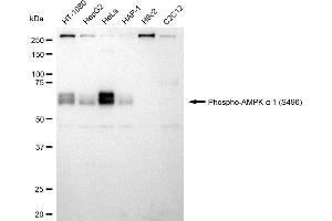Western blotting analysis using Phospho-AMPK alpha 1 (S496) antibody (ABIN7800008).