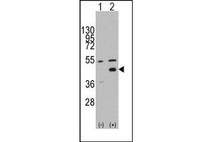Image no. 1 for anti-WNT Inhibitory Factor 1 (WIF1) (N-Term) antibody (ABIN357860) (WIF1 anticorps  (N-Term))