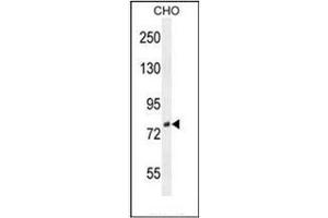 Western blot analysis of DEF Antibody (N-term) in CHO cell line lysates (35ug/lane). (C11ORF58 anticorps  (N-Term))