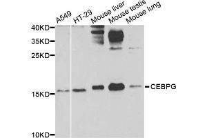 Western blot analysis of extracts of various cell lines, using CEBPG antibody (ABIN5974381) at 1/1000 dilution. (CEBPG anticorps)