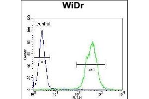 anti-TOX High Mobility Group Box Family Member 3 (TOX3) (AA 214-242) antibody