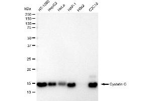 Western blotting analysis using Cystatin C antibody (ABIN7798239).
