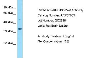 Western Blotting (WB) image for anti-Family with Sequence Similarity 212, Member B (FAM212B) (Middle Region) antibody (ABIN2787401)
