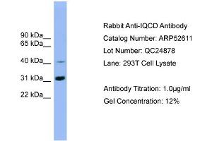 WB Suggested Anti-IQCD  Antibody Titration: 0. (IQCD anticorps  (Middle Region))