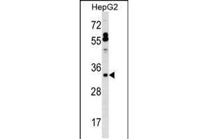Western blot analysis in HepG2 cell line lysates (35ug/lane). (SFTPB anticorps  (AA 129-158))