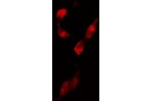 ABIN6274210 staining 293 cells by IF/ICC. (NFYB anticorps  (N-Term))