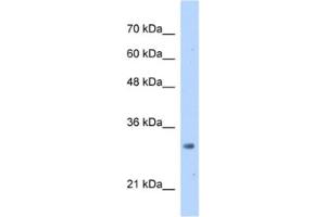 Western Blotting (WB) image for anti-mRNA Turnover 4 Homolog (MRTO4) antibody (ABIN2462963) (C1orf33 anticorps)
