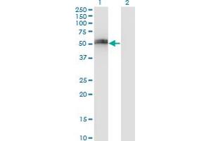 Western Blot analysis of SPP1 expression in transfected 293T cell line by SPP1 monoclonal antibody (M17), clone 3G6. (Osteopontin anticorps  (AA 21-129))