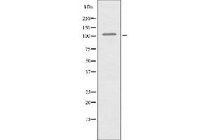 Western blot analysis of extracts from HUVEC cells using RIN3 antibody. (RIN3 anticorps  (Internal Region))