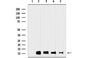 anti-Ribosomal Protein S27a (RPS27A) (Internal Region) antibody