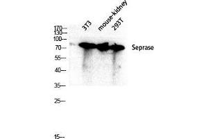 Western Blot (WB) analysis of 3T3 Mouse Kidney 293T lysis using Seprase antibody. (FAP anticorps  (Internal Region))