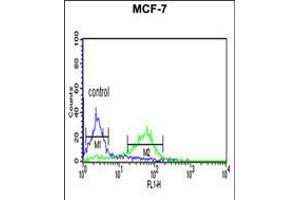 Flow cytometric analysis of MCF-7 cells (right histogram) compared to a negative control cell (left histogram). (CENPN anticorps  (C-Term))
