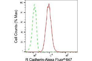 Flow cytometric analysis of R Cadherin expression in C2C12 cells using R Cadherin antibody (ABIN7797822), 1:2,000). (Recombinant Cadherin 4 anticorps)